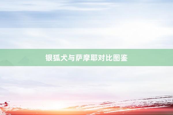 银狐犬与萨摩耶对比图鉴